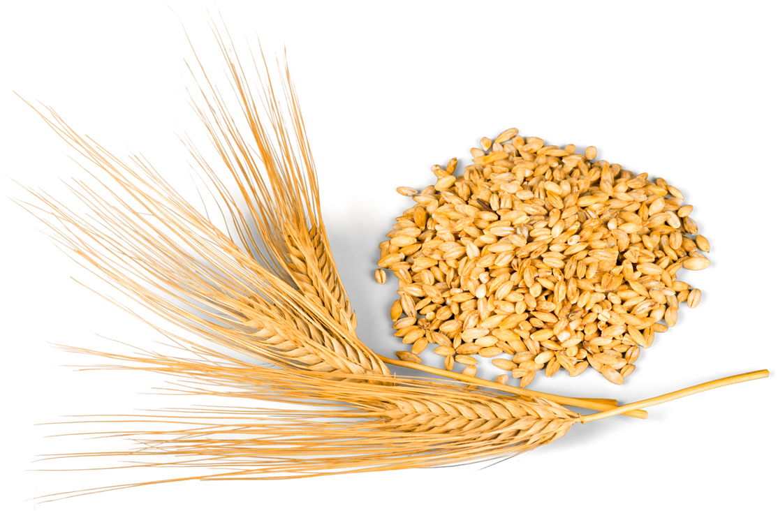 Golden Wheat Grain 